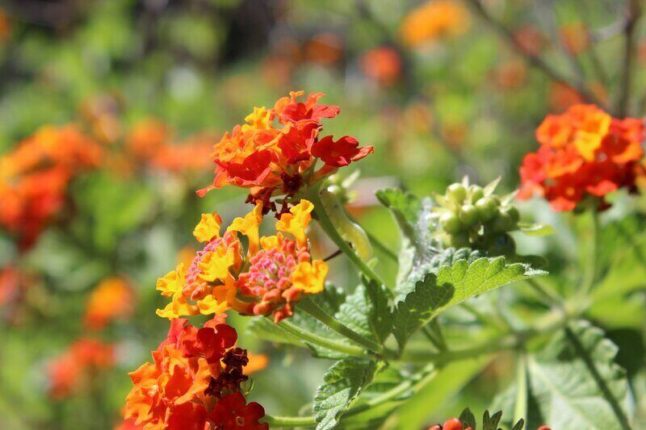 Lantana